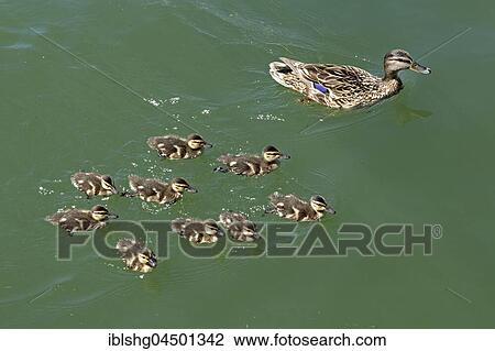 Stock Image - Mallards (Anas platyrhynchos), female with chicks, Lake Constance, Vorarlberg, Austria, Europe. Fotosearch