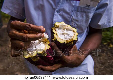 Man holding a open cocoa bean, also cacao bean (Theobroma cacao), Plantation Roca Monte Cafe, Sao Tome, Sao Tome and Principe, Atlantic ocean, Africa View Large Photo Image Stock Image - Man holding a open cocoa bean, also cacao bean (Theobroma cacao), Plantation Roca Monte Cafe, Sao Tome, Sao Tome and Principe, Atlantic ocean, Africa. Fotosearch