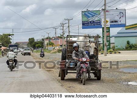 Man with moped and trailer transporting a cow, Phnom Penh Province, Cambodia, Asia View Large Photo Image Stock Photo - Man with moped and trailer transporting a cow, Phnom Penh Province, Cambodia, Asia. Fotosearch