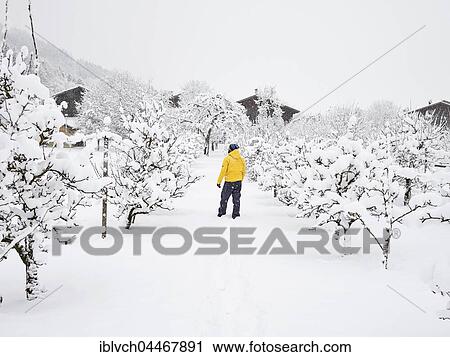 Man with yellow winter jacket in orchard, winter, snow, Kolsass, Tyrol, Austria, Europe View Large Photo Image Stock Image - Man with yellow winter jacket in orchard, winter, snow, Kolsass, Tyrol, Austria, Europe. Fotosearch