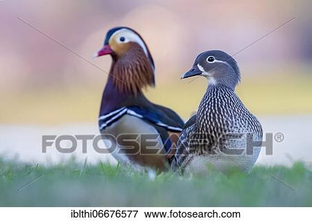 Mandarin duck (Aix galericulata) Pair, Dessau- Wörlitzer Gartenreich, Saxony-Anhalt, Germany, Europe View Large Photo Image Stock Photo - Mandarin duck (Aix galericulata) Pair, Dessau- Wörlitzer Gartenreich, Saxony-Anhalt, Germany, Europe. Fotosearch