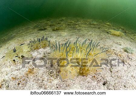 Stock Photo - Mangrove jellyfish (Cassiopea xamachana), Gardens of the queen national park, Cuba, Central America. Fotosearch