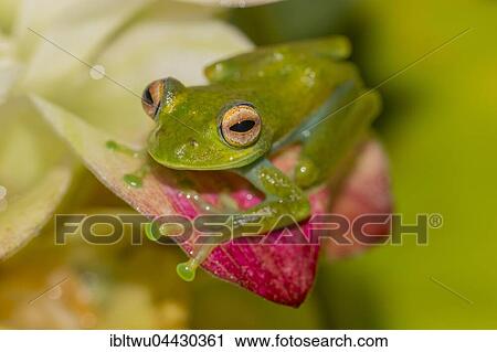 Mantellid frog (Boophis elenae) on white-pink flower, rainforest, Ranomafana National Park, Central Highlands, Madagascar, Africa View Large Photo Image Stock Image - Mantellid frog (Boophis elenae) on white-pink flower, rainforest, Ranomafana National Park, Central Highlands, Madagascar, Africa. Fotosearch