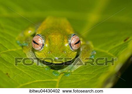 Mantellid frog (Boophis elenae) on green leaf, rainforest, Ranomafana National Park, Central Highlands, Madagascar, Africa View Large Photo Image Stock Image - Mantellid frog (Boophis elenae) on green leaf, rainforest, Ranomafana National Park, Central Highlands, Madagascar, Africa. Fotosearch
