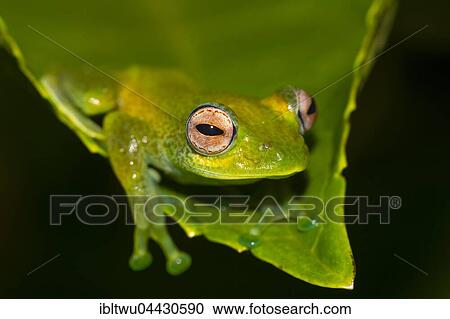 Mantellid frog (Boophis elenae) on green leaf, rainforest, Ranomafana National Park, Central Highlands, Madagascar, Africa View Large Photo Image Stock Image - Mantellid frog (Boophis elenae) on green leaf, rainforest, Ranomafana National Park, Central Highlands, Madagascar, Africa. Fotosearch