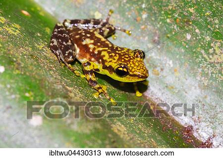 Mantellid frog in plant, Ranomafana, Central Highlands, Madagascar, Africa View Large Photo Image Stock Image - Mantellid frog in plant, Ranomafana, Central Highlands, Madagascar, Africa. Fotosearch