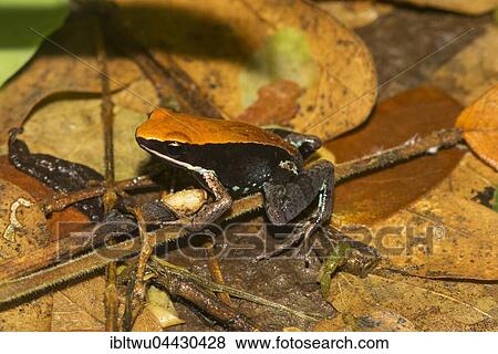 Mantellid frog (Mantella ebenaui) on leaves in rainforest of Ankify, North-West Coast, Madagascar, Africa View Large Photo Image Stock Photo - Mantellid frog (Mantella ebenaui) on leaves in rainforest of Ankify, North-West Coast, Madagascar, Africa. Fotosearch