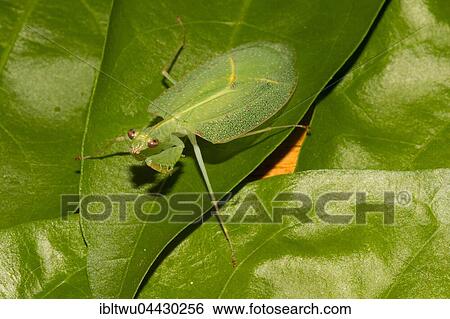 Mantis (Platycalymma dichroica) extremely rare in the rainforest, Andasibe National Park, Southern Highlands, Madagascar, Africa View Large Photo Image Stock Photograph - Mantis (Platycalymma dichroica) extremely rare in the rainforest, Andasibe National Park, Southern Highlands, Madagascar, Africa. Fotosearch