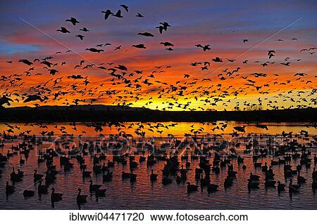 Stock Image - Many snow geese (Anser caerulescens) and Ross's geese (Anser rossii) at sunrise, Bosque del Apache, New Mexico, USA, North America. Fotosearch