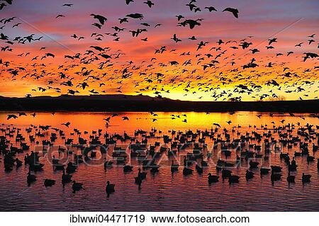 Many snow geese (Anser caerulescens) and Ross's geese (Anser rossii) at sunrise, Bosque del Apache, New Mexico, USA, North America View Large Photo Image Stock Photo - Many snow geese (Anser caerulescens) and Ross's geese (Anser rossii) at sunrise, Bosque del Apache, New Mexico, USA, North America. Fotosearch