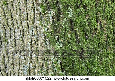 Maple (Acer) tree trunk bark, Switzerland, Europe View Large Photo Image Stock Image - Maple (Acer) tree trunk bark, Switzerland, Europe. Fotosearch