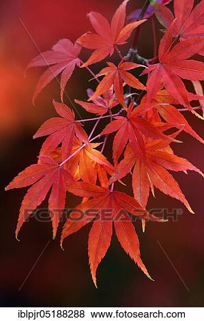 Stock Photo - Maple leaves in autumn colours, Acer palmatum, fan maple. Fotosearch