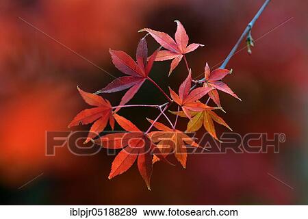 Stock Photo - Maple leaves in autumn colours, Acer palmatum, fan maple. Fotosearch