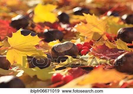 Stock Photo - Maple leaves with horse chestnut, Switzerland, Europe. Fotosearch