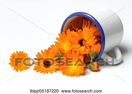 Marigoldbloom ( Calendula officinalis) in cup, mean View Large Photo Image Stock Image - Marigoldbloom ( Calendula officinalis) in cup, mean. Fotosearch
