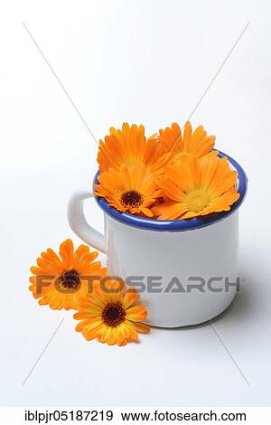 Stock Photo - Marigoldbloom ( Calendula officinalis) in cup, mean. Fotosearch