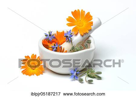 Stock Photo - Marigoldblossom and bloom in rubbing bowl, commons, Borage. Fotosearch