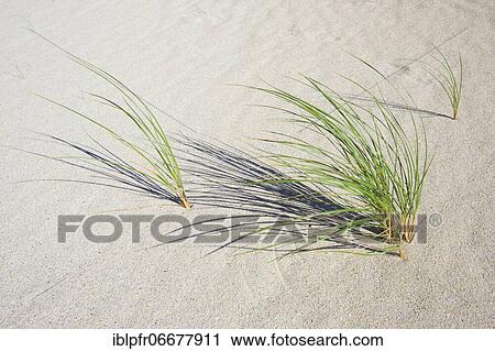 Stock Image - Marram Grass in sand, Scotland, Great Britain. Fotosearch