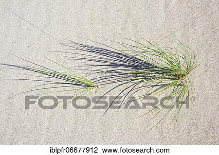 Marram Grass in sand, Scotland, Great Britain View Large Photo Image Stock Image - Marram Grass in sand, Scotland, Great Britain. Fotosearch