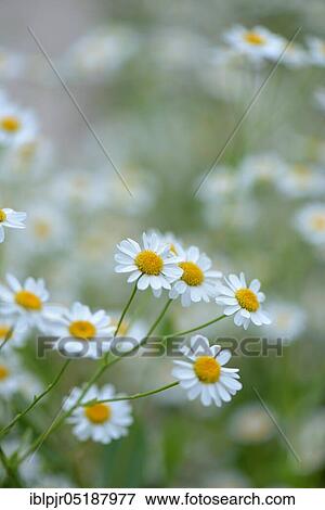 Stock Photo - Mary's balm, spearmint, balsamic herb, Tanacetum balsamita. Fotosearch