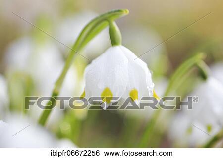 Stock Photograph - Marzenbecher, Switzerland, Europe. Fotosearch