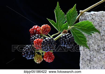 Stock Image - Mature and immature Rubus fruticosus ( Rubus fruticosus) on the branch. Fotosearch
