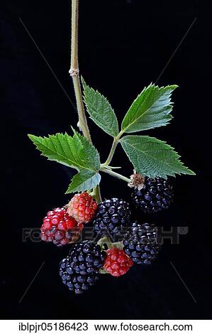 Stock Image - Mature and immature Rubus fruticosus ( Rubus fruticosus) on the branch. Fotosearch