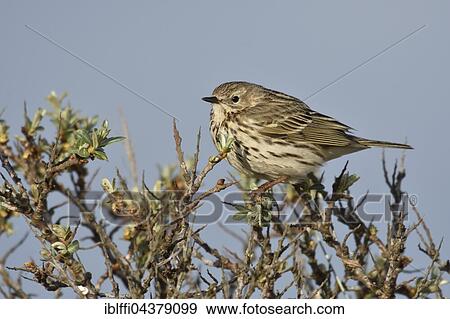 Meadow pipit (Anthus pratensis) sitting on thorny shrub, adult, Texel, North Holland, Holland, Netherlands View Large Photo Image Stock Photo - Meadow pipit (Anthus pratensis) sitting on thorny shrub, adult, Texel, North Holland, Holland, Netherlands. Fotosearch