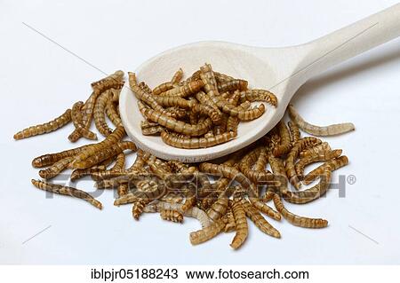 Meal worms with cooking spoon, Tenebrio molitor View Large Photo Image Stock Image - Meal worms with cooking spoon, Tenebrio molitor. Fotosearch