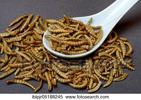 Mealworms in Asian spoon, Tenebrio molitor View Large Photo Image Stock Photography - Mealworms in Asian spoon, Tenebrio molitor. Fotosearch