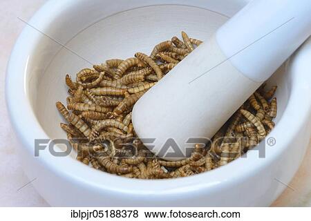 Stock Photo - Mealworms in grating bowl, Tenebrio molitor. Fotosearch