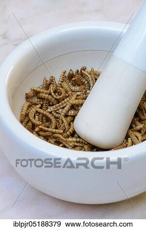 Stock Photo - Mealworms in grating bowl, Tenebrio molitor. Fotosearch