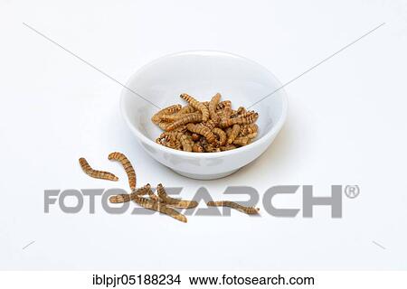 Mealworms in shell, mealworms, Tenebrio molitor View Large Photo Image Picture - Mealworms in shell, mealworms, Tenebrio molitor. Fotosearch