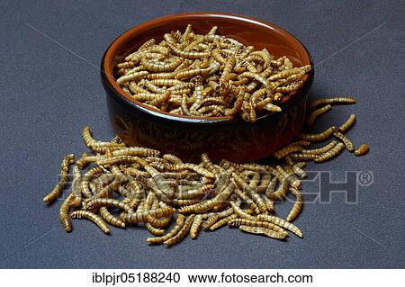 Mealworms in shell, mealworms, Tenebrio molitor View Large Photo Image Stock Image - Mealworms in shell, mealworms, Tenebrio molitor. Fotosearch