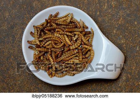 Mealworms in shell, mealworms, Tenebrio molitor View Large Photo Image Stock Photograph - Mealworms in shell, mealworms, Tenebrio molitor. Fotosearch