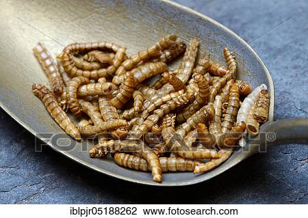 Mealworms in tablespoon, Tenebrio molitor View Large Photo Image Stock Image - Mealworms in tablespoon, Tenebrio molitor. Fotosearch