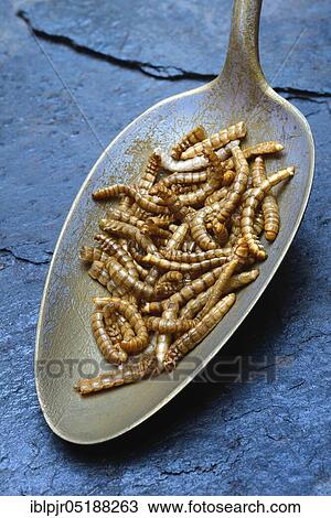 Mealworms in tablespoon, Tenebrio molitor View Large Photo Image Stock Image - Mealworms in tablespoon, Tenebrio molitor. Fotosearch
