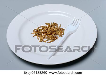 Mealworms on plate with fork, Tenebrio molitor View Large Photo Image Stock Image - Mealworms on plate with fork, Tenebrio molitor. Fotosearch