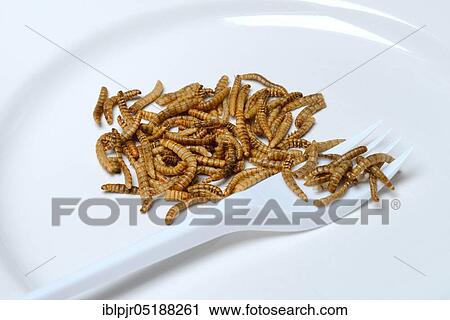 Mealworms on plate with fork, Tenebrio molitor View Large Photo Image Stock Image - Mealworms on plate with fork, Tenebrio molitor. Fotosearch
