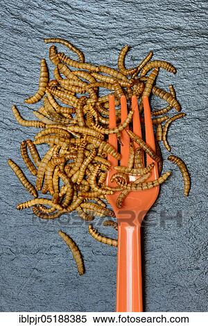 Mealworms with plastic fork, Tenebrio molitor View Large Photo Image Stock Photography - Mealworms with plastic fork, Tenebrio molitor. Fotosearch