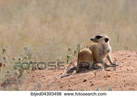 Meerkat (Suricata suricatta), adult sitting on a sandy mound, attentive, Kgalagadi Transfrontier Park, Northern Cape, South Africa, Africa View Large Photo Image Stock Photo - Meerkat (Suricata suricatta), adult sitting on a sandy mound, attentive, Kgalagadi Transfrontier Park, Northern Cape, South Africa, Africa. Fotosearch
