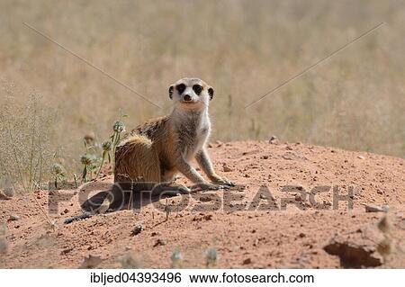 Meerkat (Suricata suricatta), adult sitting on a sandy mound, attentive, Kgalagadi Transfrontier Park, Northern Cape, South Africa, Africa View Large Photo Image Stock Photograph - Meerkat (Suricata suricatta), adult sitting on a sandy mound, attentive, Kgalagadi Transfrontier Park, Northern Cape, South Africa, Africa. Fotosearch