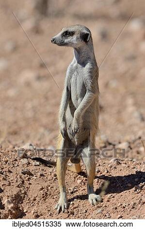 Meerkat (Suricata suricatta), adult male standing on top of the burrow entrance, Kalahari desert, Hardap Region, Namibia, Africa View Large Photo Image Stock Photography - Meerkat (Suricata suricatta), adult male standing on top of the burrow entrance, Kalahari desert, Hardap Region, Namibia, Africa. Fotosearch