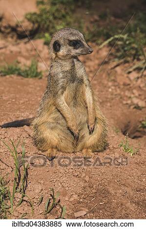 Stock Photography - Meerkat (Suricata suricatta), sitting on the ground, watching out, captive, Leipzig, Saxony, Germany, Europe. Fotosearch