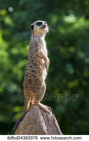 Meerkat (Suricata suricatta), standing on a rock, watching out, captive, Leipzig, Saxony, Germany, Europe View Large Photo Image Stock Photo - Meerkat (Suricata suricatta), standing on a rock, watching out, captive, Leipzig, Saxony, Germany, Europe. Fotosearch