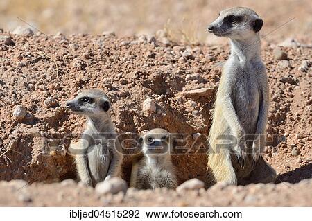 Meerkats (Suricata suricatta), adult male and young at burrow entrance, Kalahari desert, Hardap Region, Namibia, Africa View Large Photo Image Stock Image - Meerkats (Suricata suricatta), adult male and young at burrow entrance, Kalahari desert, Hardap Region, Namibia, Africa. Fotosearch
