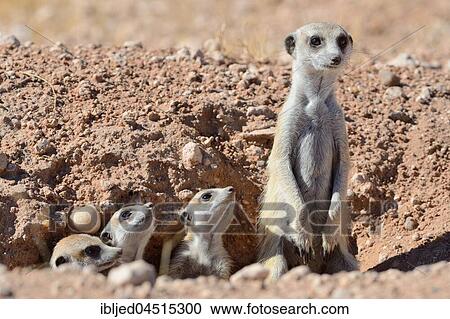 Stock Image - Meerkats (Suricata suricatta), adult male and young at burrow entrance, Kalahari desert, Hardap Region, Namibia, Africa. Fotosearch