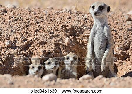 Meerkats (Suricata suricatta), adult male and young at burrow entrance, Kalahari desert, Hardap Region, Namibia, Africa View Large Photo Image Stock Image - Meerkats (Suricata suricatta), adult male and young at burrow entrance, Kalahari desert, Hardap Region, Namibia, Africa. Fotosearch