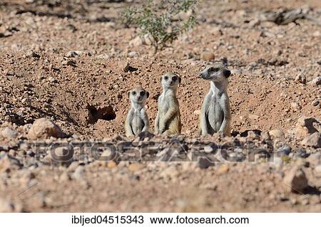 Meerkats (Suricata suricatta), adult and young at burrow entrance, Kalahari desert, Hardap Region, Namibia, Africa View Large Photo Image Stock Image - Meerkats (Suricata suricatta), adult and young at burrow entrance, Kalahari desert, Hardap Region, Namibia, Africa. Fotosearch