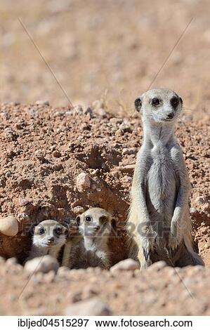 Meerkats (Suricata suricatta), adult male and young at burrow entrance, Kalahari desert, Hardap Region, Namibia, Africa View Large Photo Image Stock Photo - Meerkats (Suricata suricatta), adult male and young at burrow entrance, Kalahari desert, Hardap Region, Namibia, Africa. Fotosearch